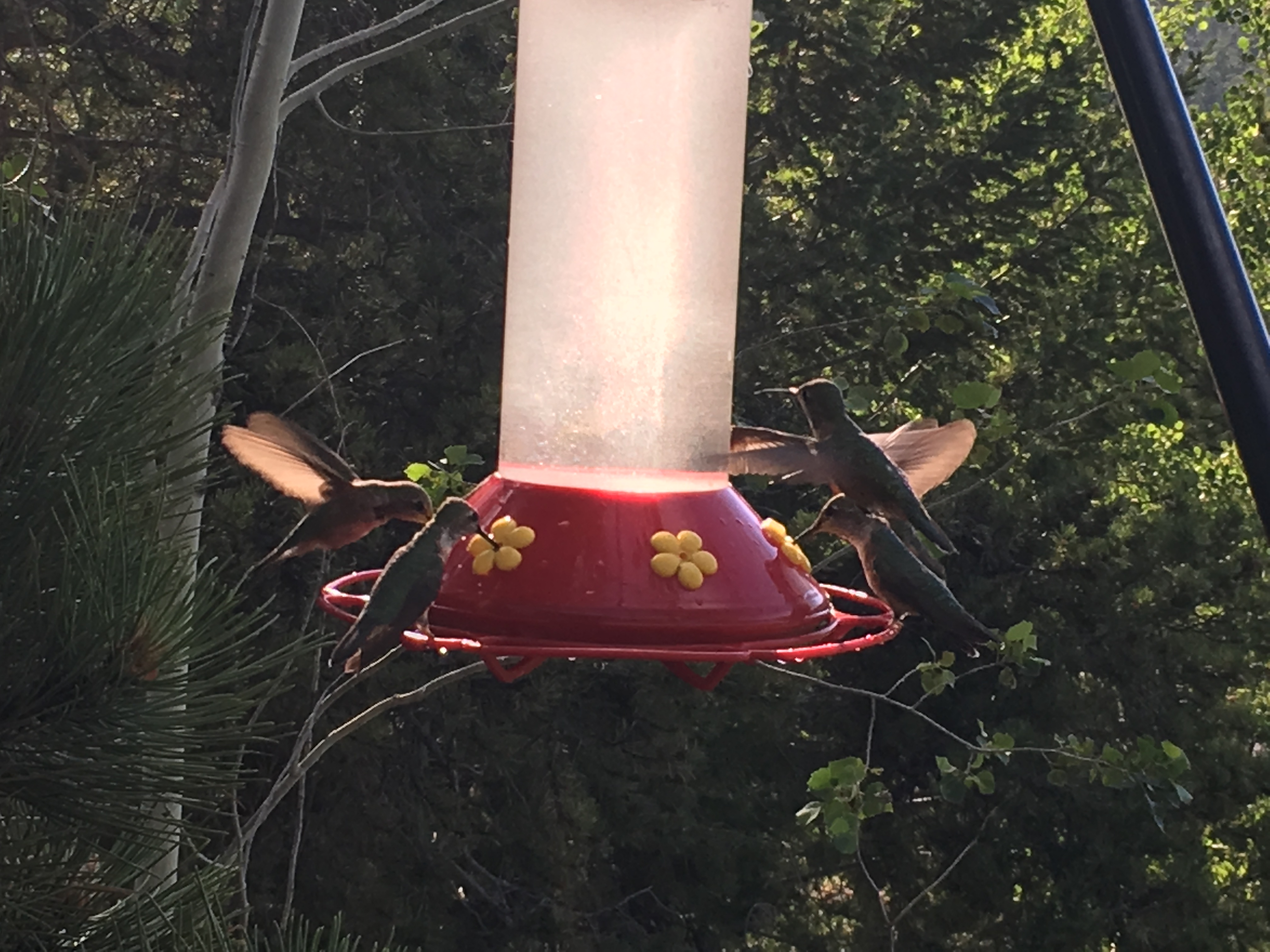 Hummingbirds in Estes Park 1
