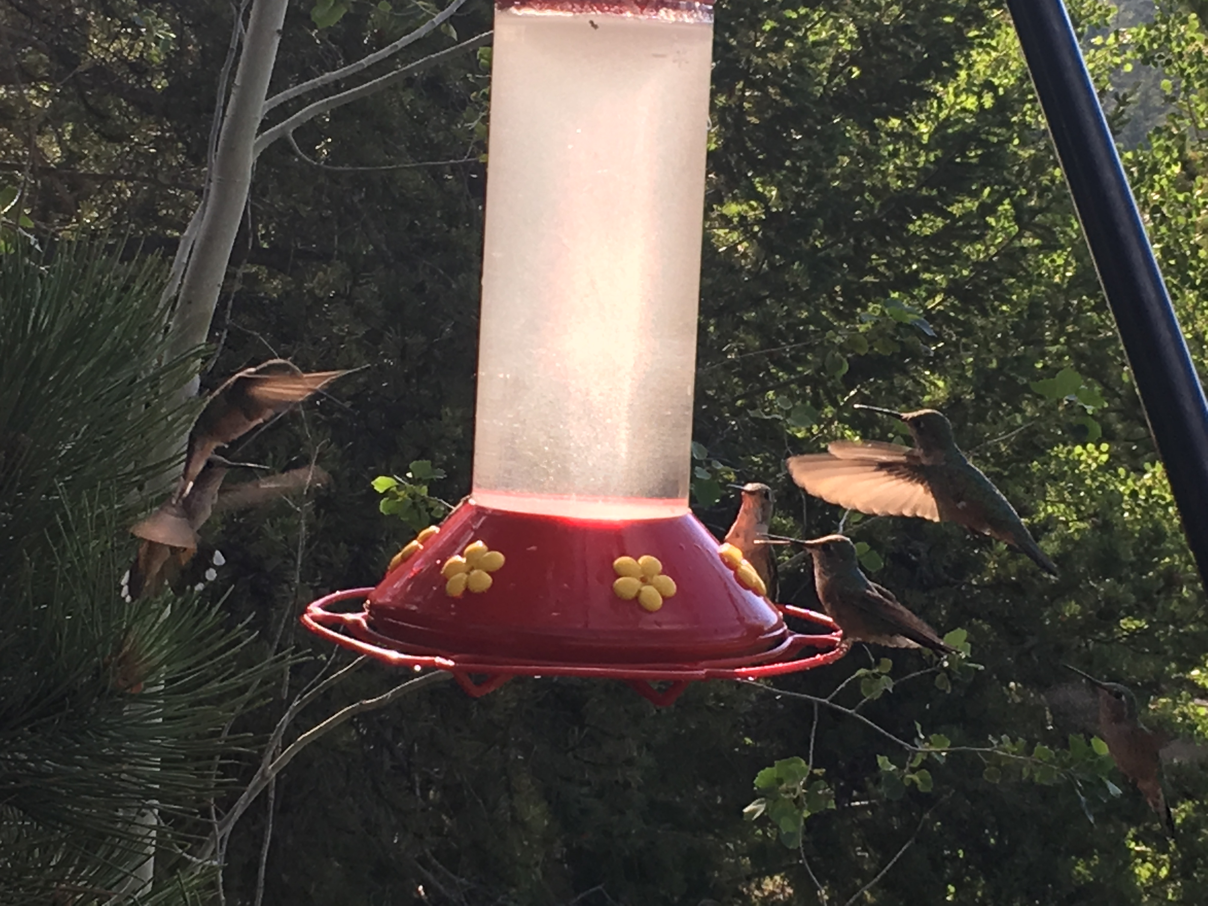 Hummingbirds at feeder in Estes Park 3